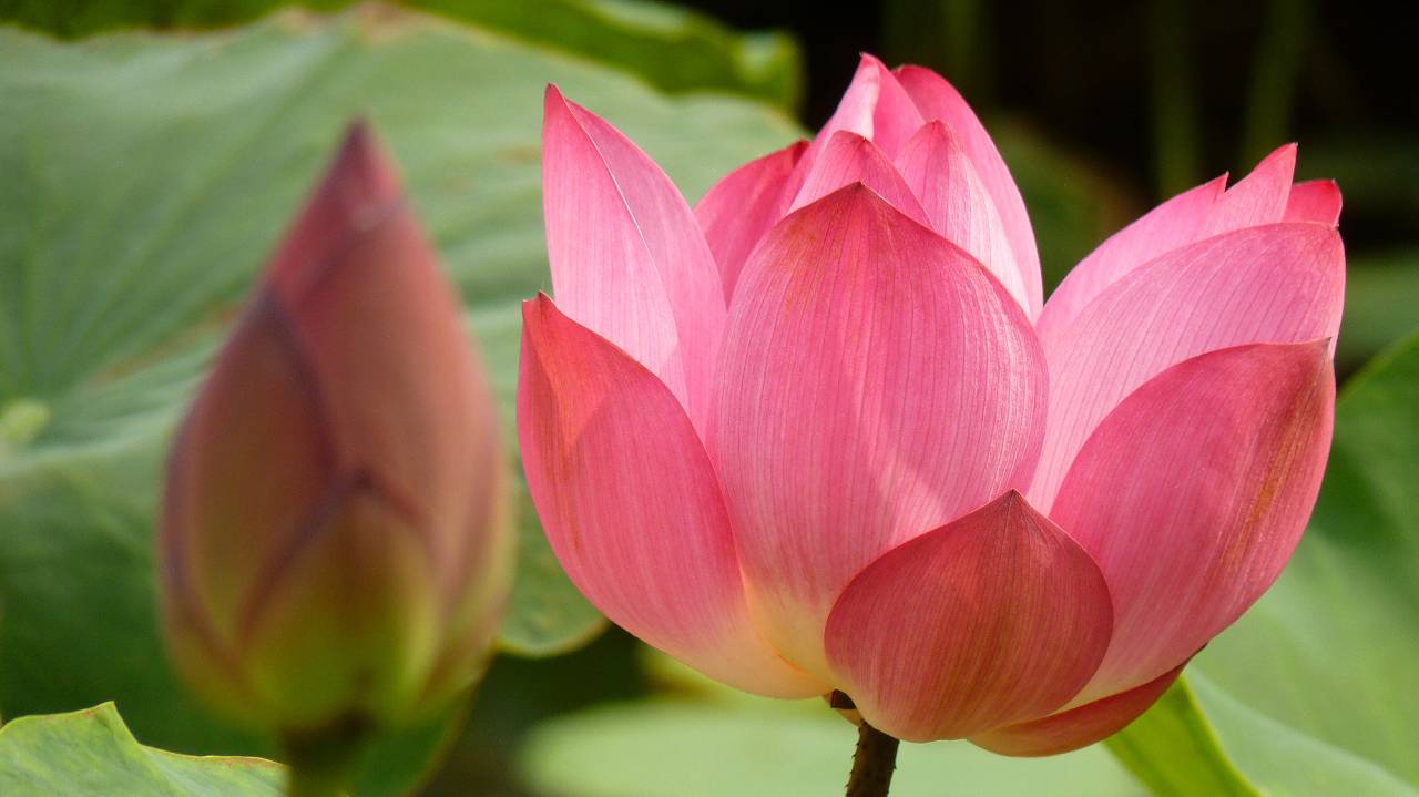 selective-focus-shot-of-a-beautiful-blooming
